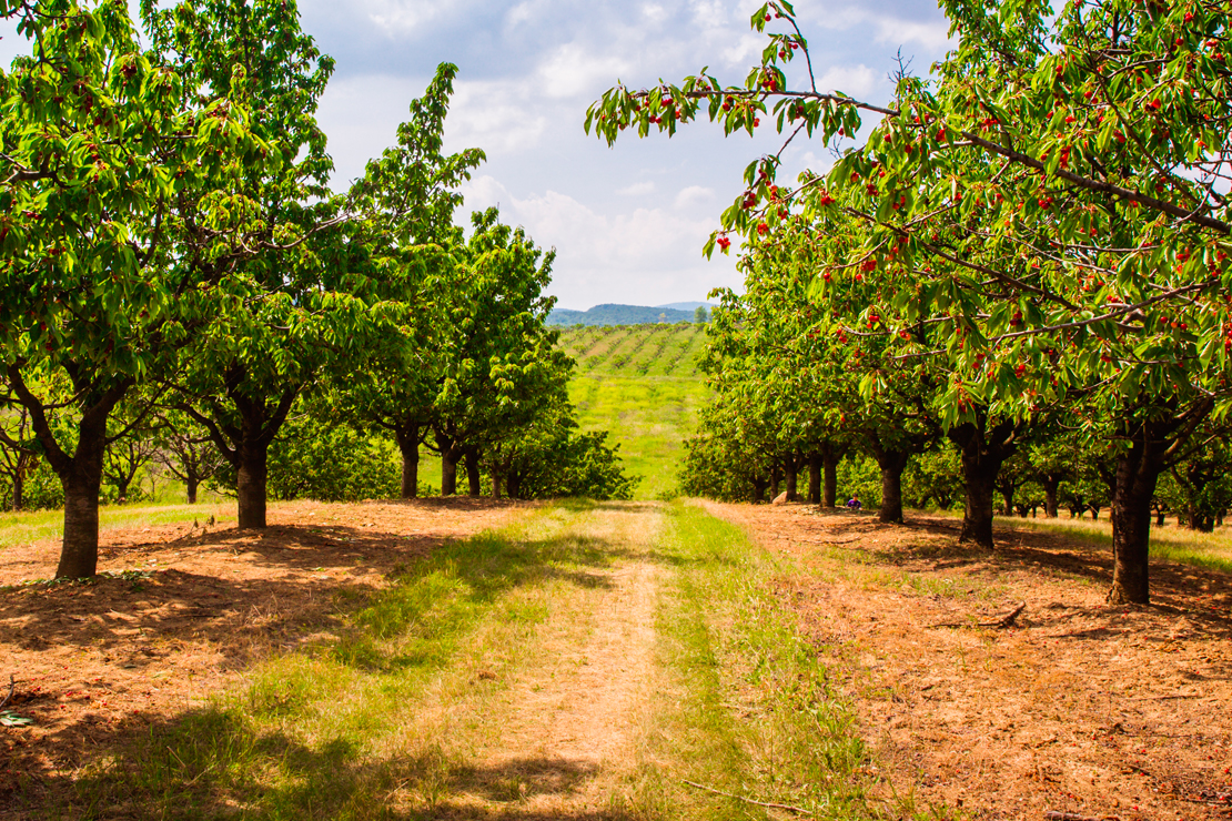 Sprayers for tree and bush crops