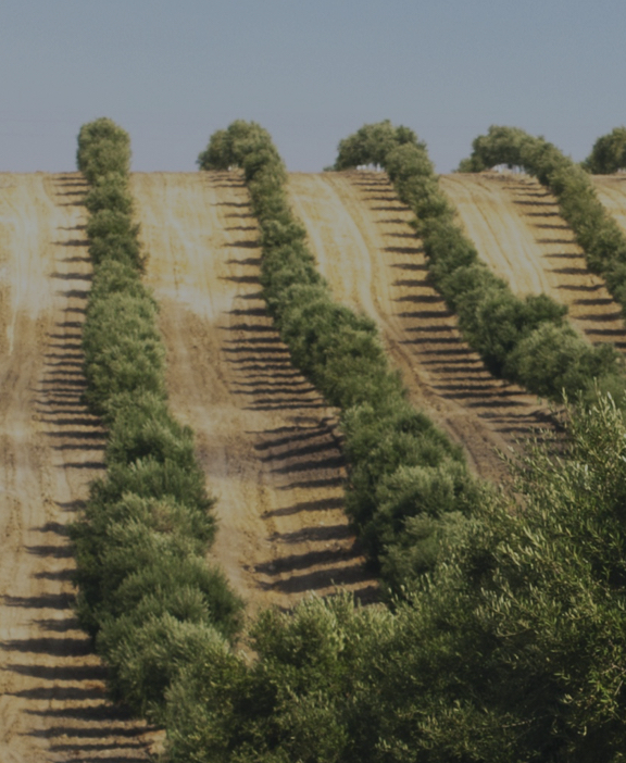 Landrooter, ferramenta para agricultura de precisão